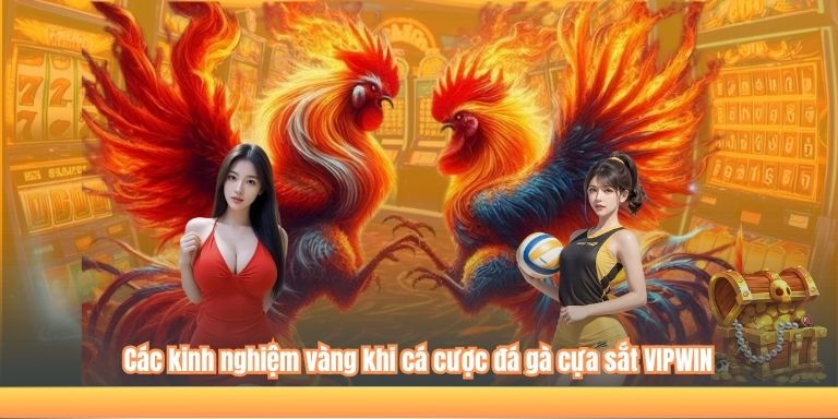 Các kinh nghiệm vàng khi cá cược đá gà cựa sắt VIPWIN