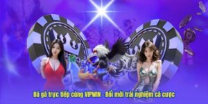 Đá gà trực tiếp cùng VIPWIN – Đổi mới trải nghiệm cá cược